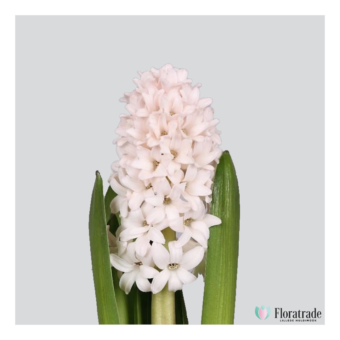 Hyacinthus china pink.png (593 KB)